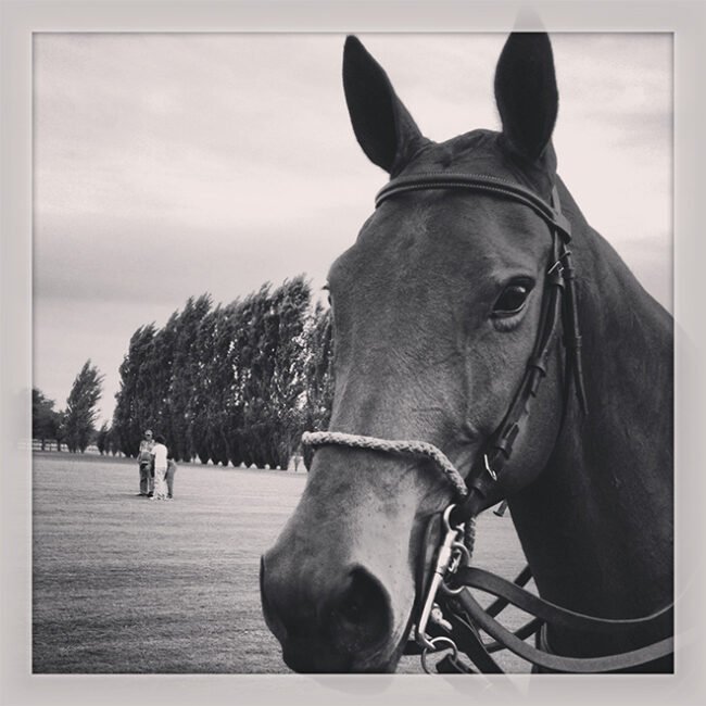 Horse Name