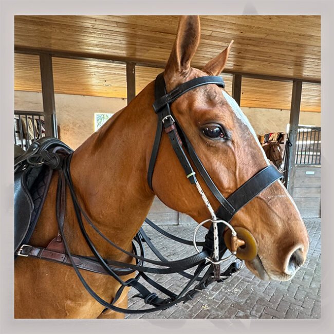 Horse Name