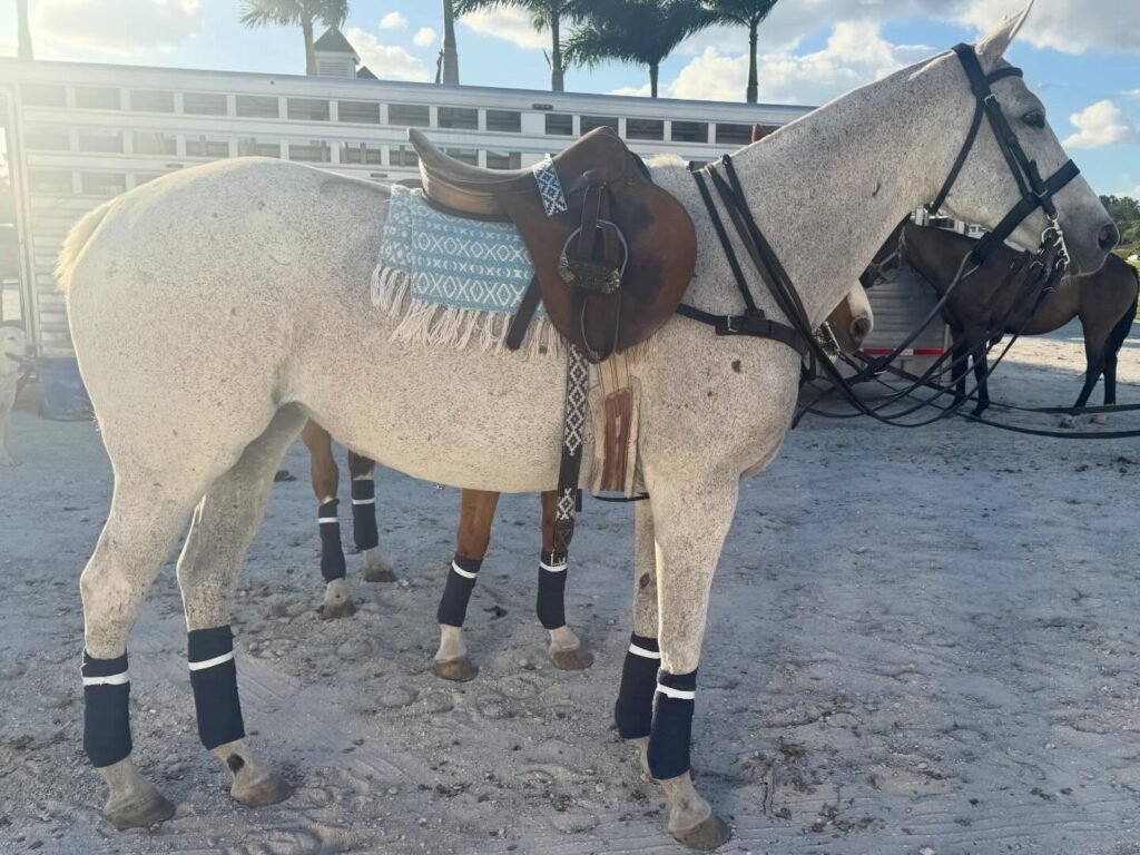 Chapita, polo pony mare for sale at Nexus Polo