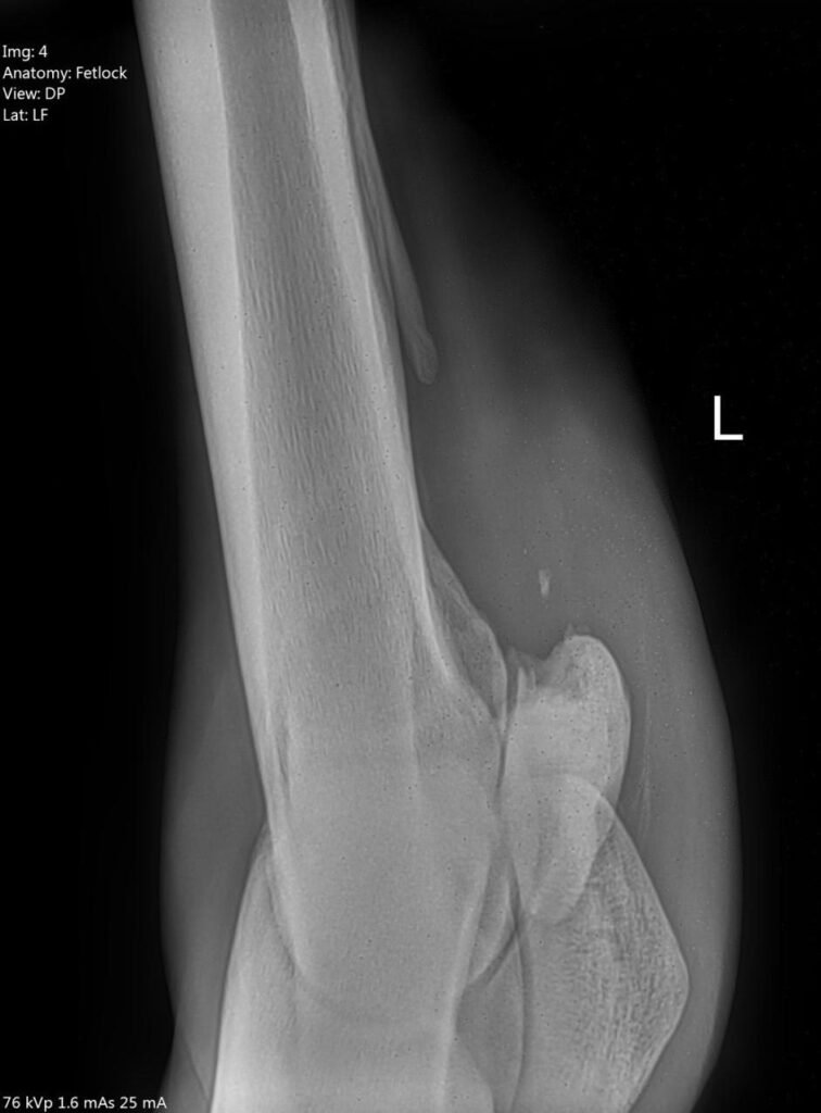 Veterinary fetlock X-ray reviewed as part of the Nexus Performance Bridge clinical data