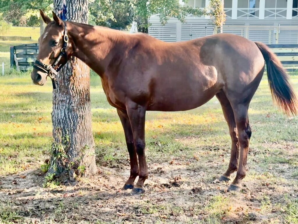 Visa, polo pony mare for sale at Nexus Polo